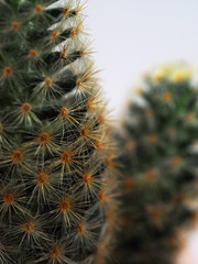 Cactus. Mammillaria elongata