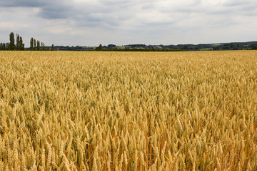 Corn field panorama Flanders Belgium Maarkedal