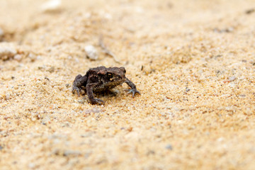frog on the beach