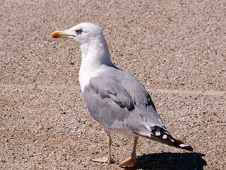 gaviota en actitud de observación