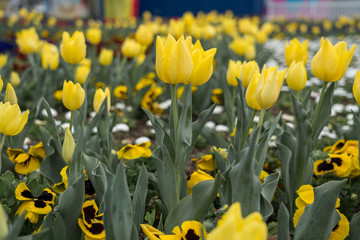 Floriade 2019 - an annual event in Canberra, Australia