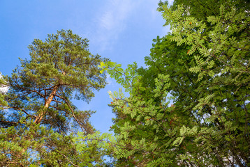 Crowns of tall trees above head in the forest against a sky