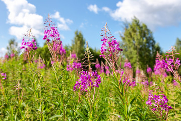 Naklejka premium Purple Alpine fireweed in summer day