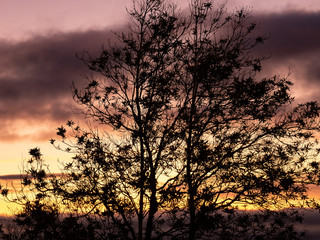 contraste de silueta de arbol en la puesta de sol con colores purpuras