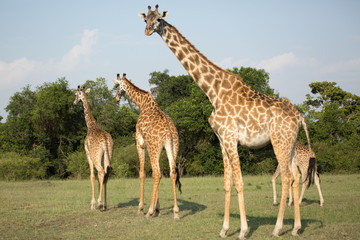 Naklejka na ściany i meble Giraffes (Giraffa camelopardalis peralta) walking - tanzania.