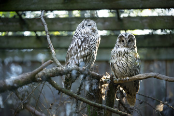 Portrait of the northern hawk-owl (Surnia ulula) couple, a medium sized true owl of the northern latitudes sitting on the branch of tree.