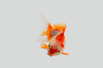 Gold fish isolated on a white background