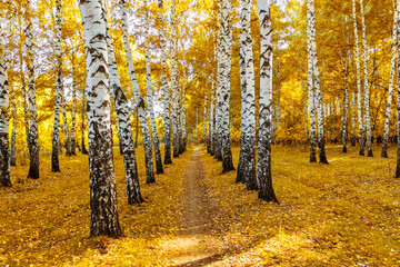 Obraz premium path in a birch grove on a sunny autumn day