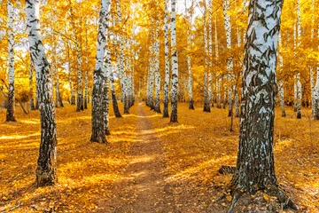 Foto op Plexiglas Berkenbos pad in een berkenbos op een zonnige herfstdag