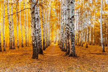 chemin dans une forêt de bouleaux par une journée ensoleillée d& 39 automne