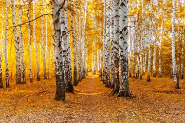 Papier Peint photo Lavable Bouleau chemin dans une forêt de bouleaux par une journée ensoleillée d& 39 automne