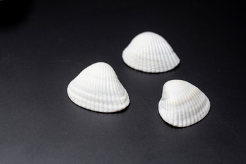 sea shell on black background