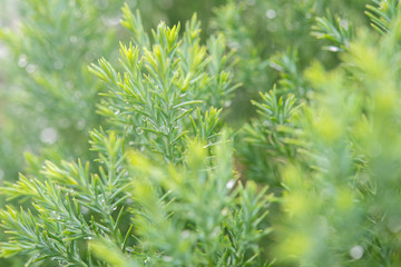 Christmas background, Pine tree background, closeup