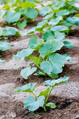 Young pumpkin leaves on the field.