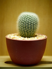 Cuctus. Eriocactus leninghausii