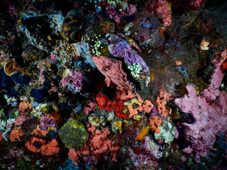 Soft coral reef