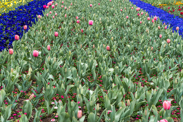 Floriade 2019 - an annual event in Canberra, Australia
