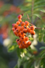 Vogelbeeren (Sorbus aucuparia)