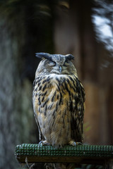 Portrait of curious cat like bird - Cape eagle-owl (Latin: Bubo capensis) looking aside. Estonia, North Europe.