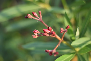Oleander (Nerium oleander) - Blütenknospen