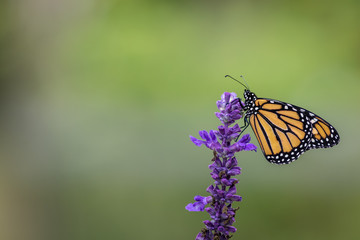 Monarch Butterfly, Danaus Plexippus, on blue salvia flower