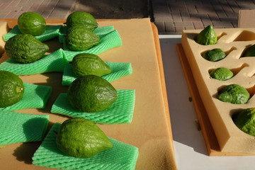 Etrog - is the yellow citron or Citrus medica used by Jewish people during holiday of Sukkot, for...