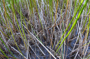 The green reeds on the lake