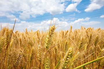 The wheat fields are under the blue sky and white clouds