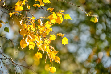 Closeup of some yellow leaves of a birch tree in the sunshine of a late summer day in Germany