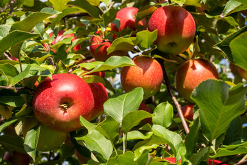 Apple Tree Closeup