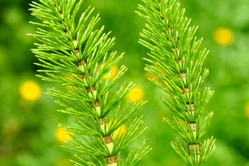 Horsetail. Equisetum arvense.