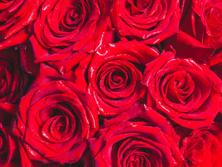 Background of red rose flowers