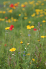 jardin de coquelicots