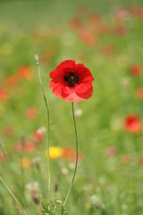 coquelicot