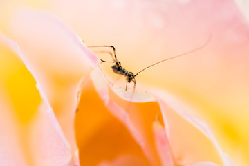 Little Grasshopper at Roses