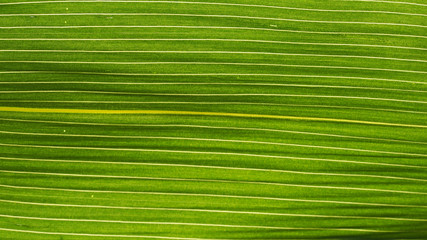 Fasern eines grünen Blattes