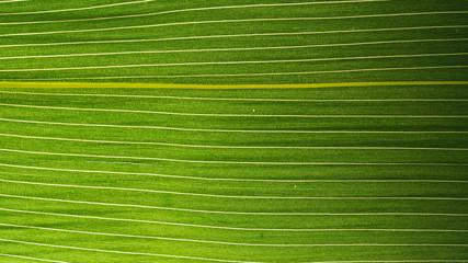 Fasern eines grünen Blattes