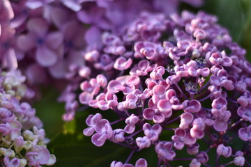 Bl&uuml;hende Hortensie (Hydrangea)
