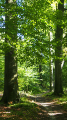 Waldweg, Deutschland