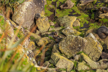 Wild New Zealand Fur Seal pups