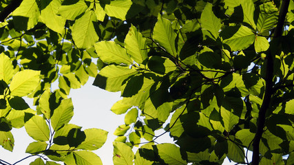 licht und laub im wald	