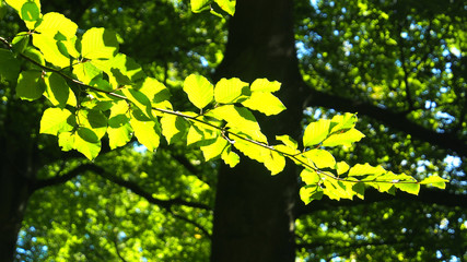 licht und laub im wald	