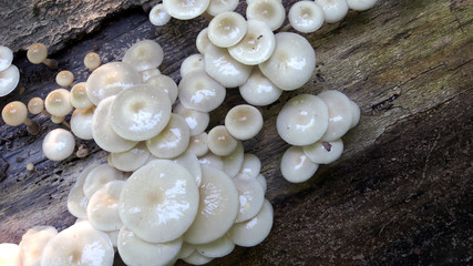 Biotop Wald: Saprotrophe Pilze auf Totholz, Baumpilz