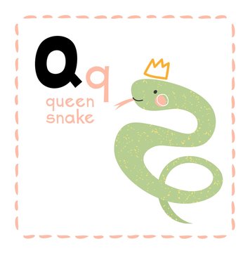 Alphabet letter Q for Queen Snake for teaching kids with upper and lower case letters alongside a little cute Queen Snake, educational vector