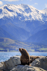 Wild New Zealand Fur Seal pups with snow capped mountains behind
