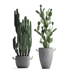 Decorative cactus in pots on a white background