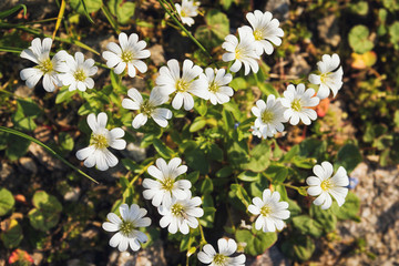 field of daisies