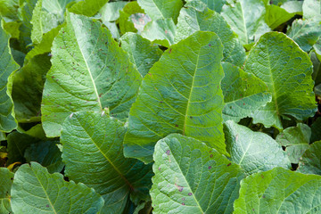 horse sorrel leaves