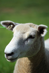 New Zealand sheep closeup