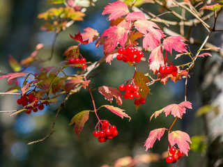 viburnum in the autumn forest
